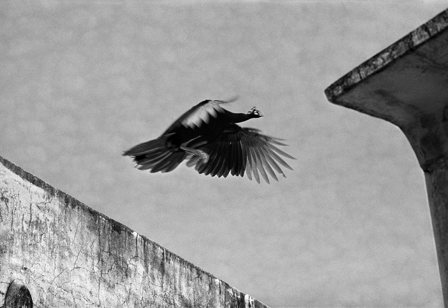 11_peacock.flying.rajasthan.india.blackandwhite.jpg